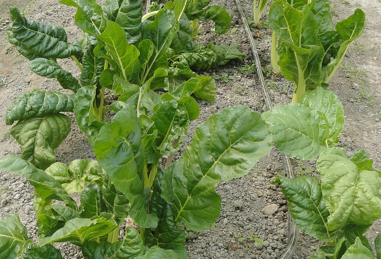 Dehydrated Spinach