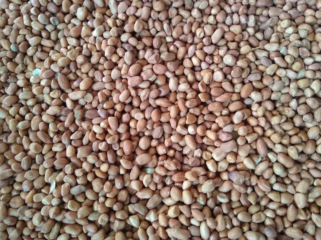 Groundnuts / Peanuts