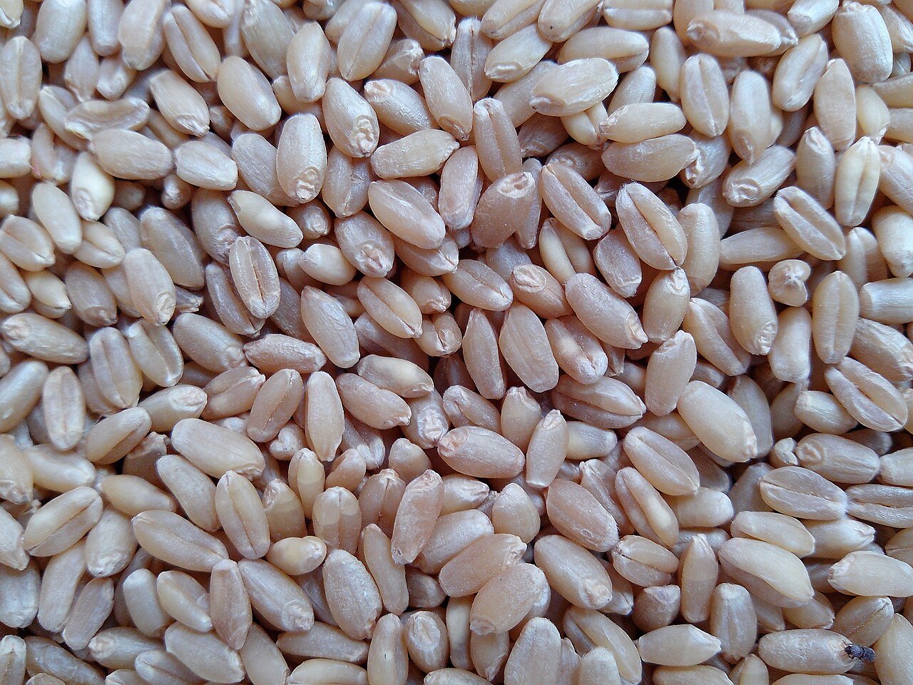 Wheat / Atta